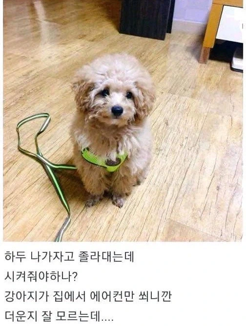 여름철 견주들 상황_1.webp