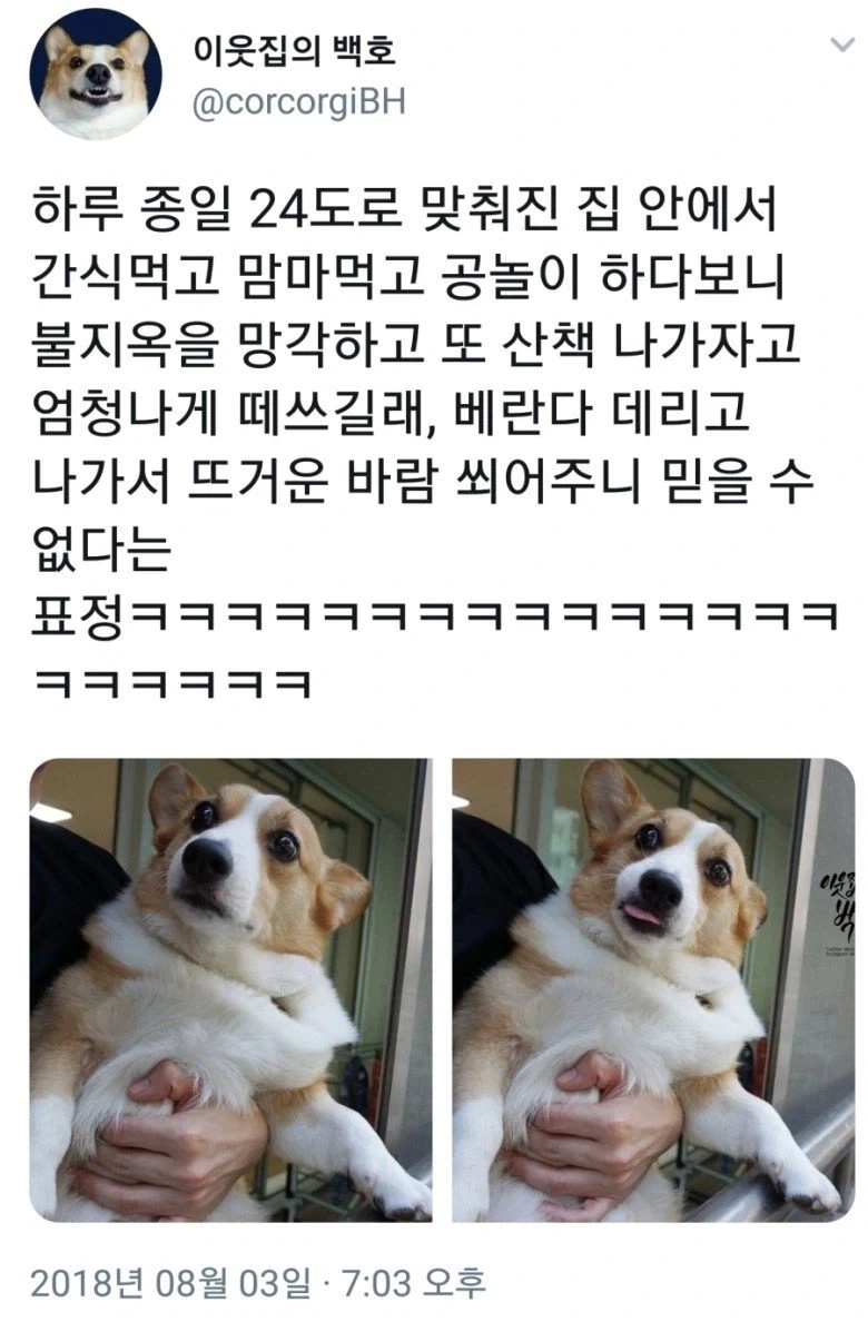여름철 견주들 상황_3.webp