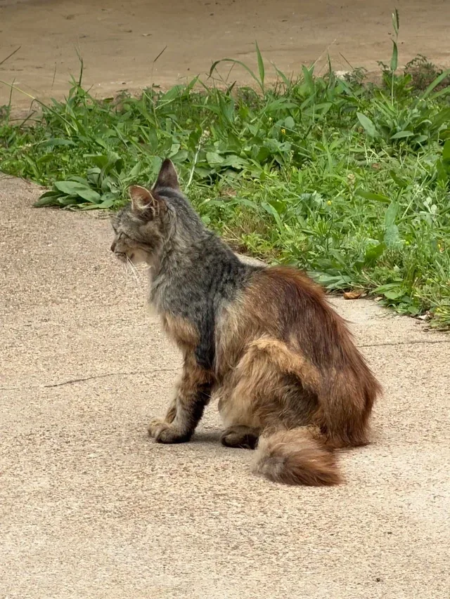 이 고양이는 단모종이면서 장모종임_1.webp