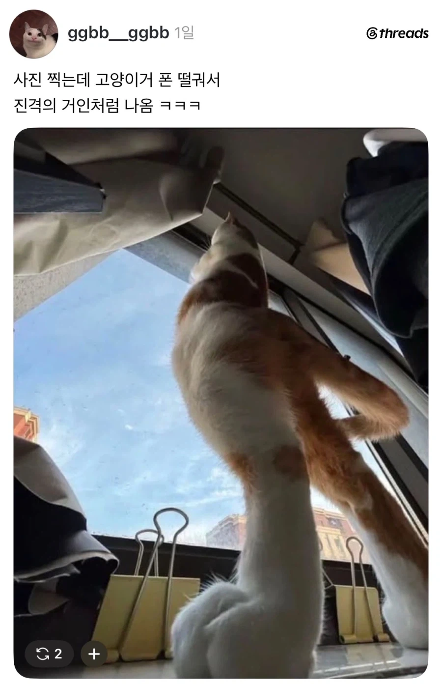 고양이가 폰 떨궈서 찍힌 사진.jpg_1.webp