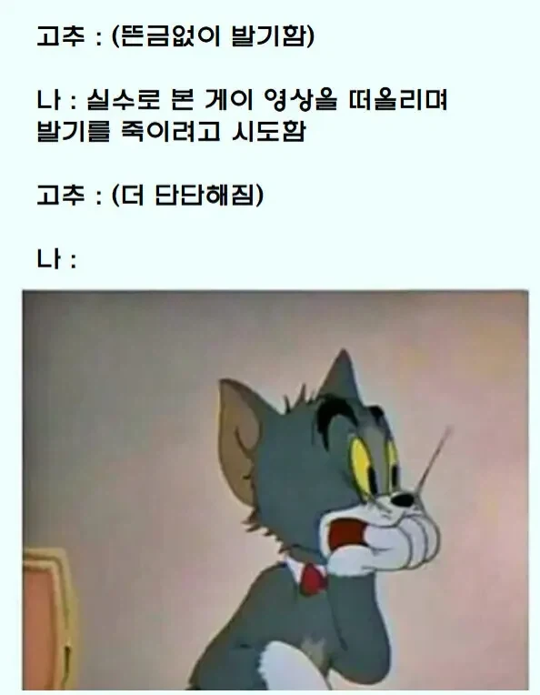 갑자기 딱딱해진 고추 특_1.webp