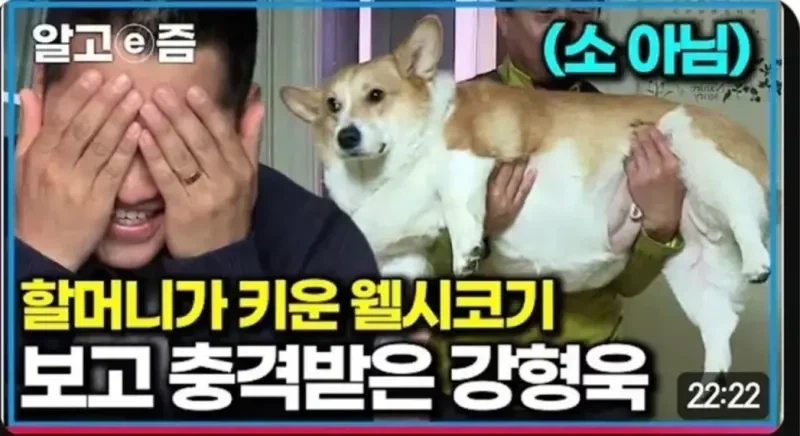 강형욱도 충격받은 웰시코기의 상태_1.webp
