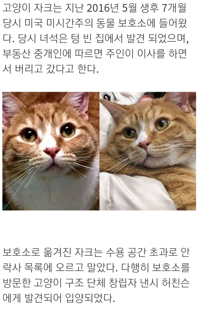 사람을 너무 좋아해서 파양당한 고양이.jpg_1.webp
