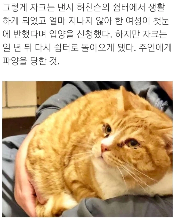 사람을 너무 좋아해서 파양당한 고양이.jpg_2.webp