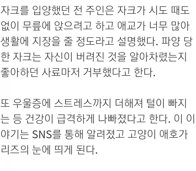 사람을 너무 좋아해서 파양당한 고양이.jpg_3.webp
