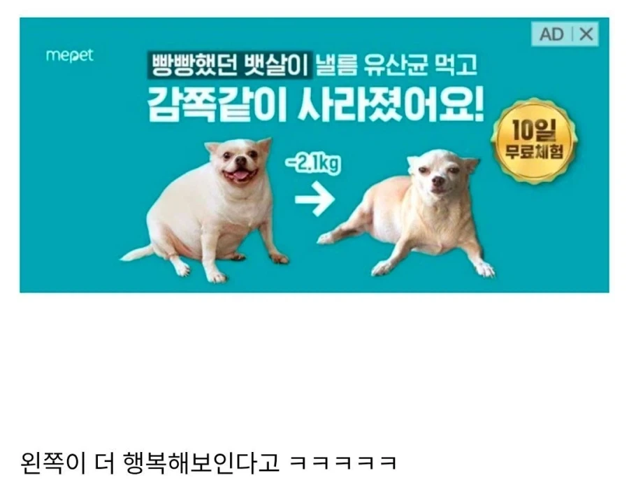 개의 행복을 앗아간 광고_1.webp