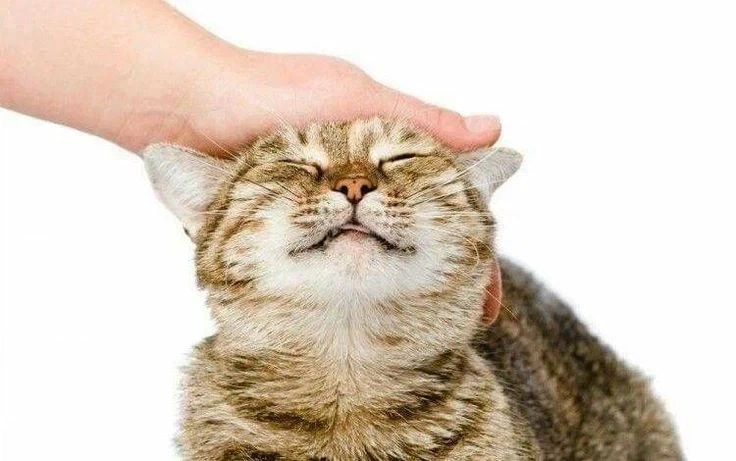 다른집의 집사와 고양이 VS_1.webp