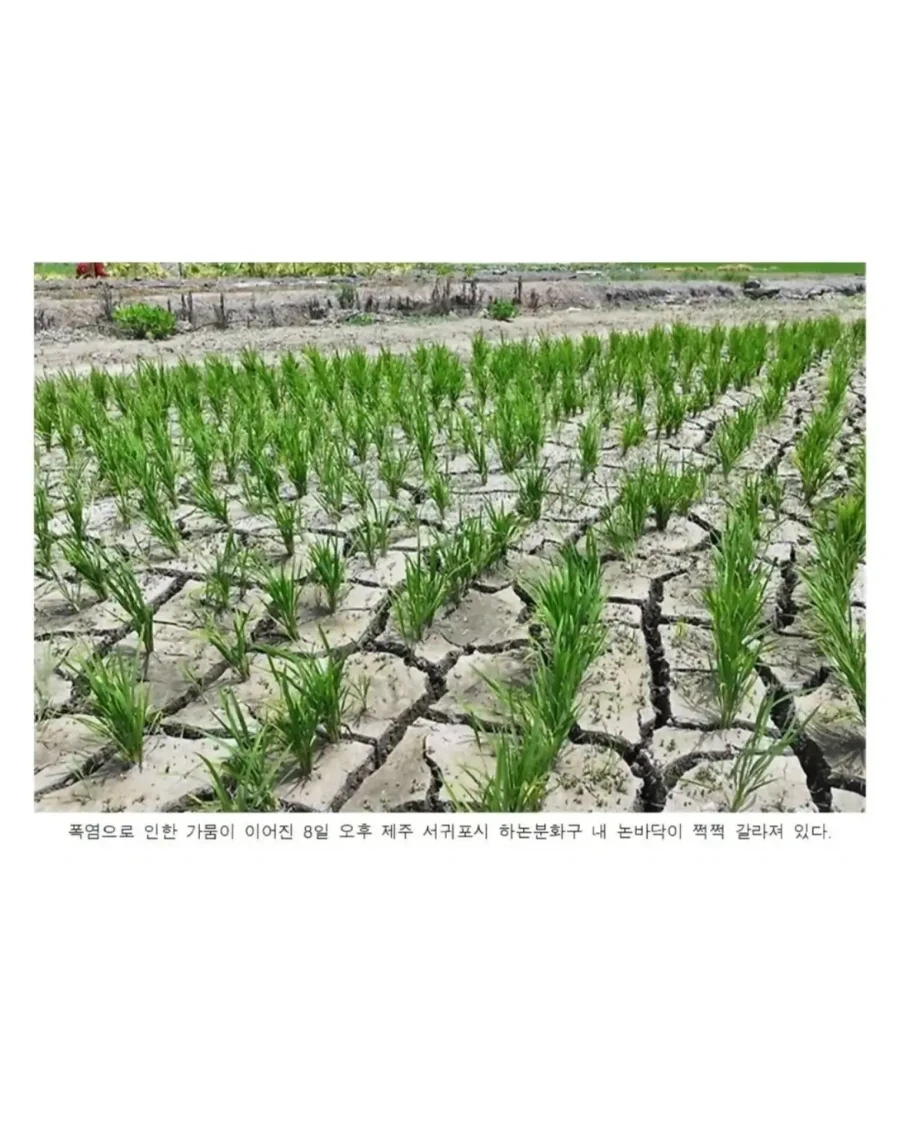 2일 전 한국 날씨 상태.jpg_2.webp
