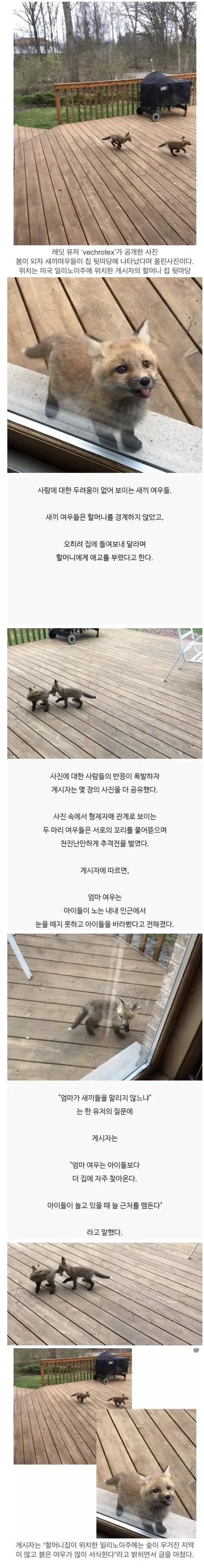 레딧 유저가 올린 새끼 여우 사진.jpg_1.webp