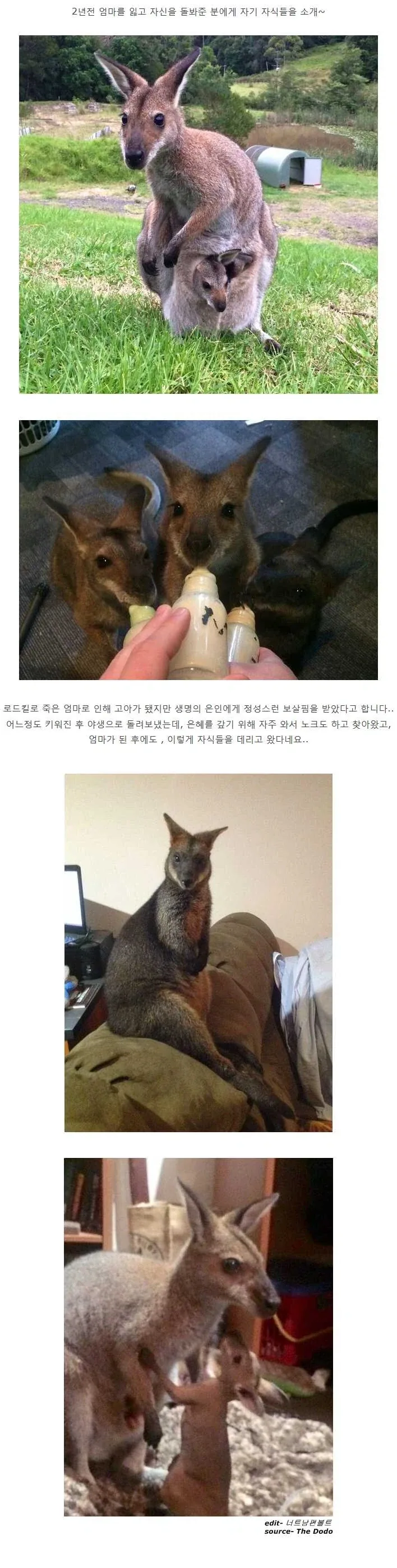 손주들 데리고 주기적으로 친청집 찾아온다는 호주인_1.webp