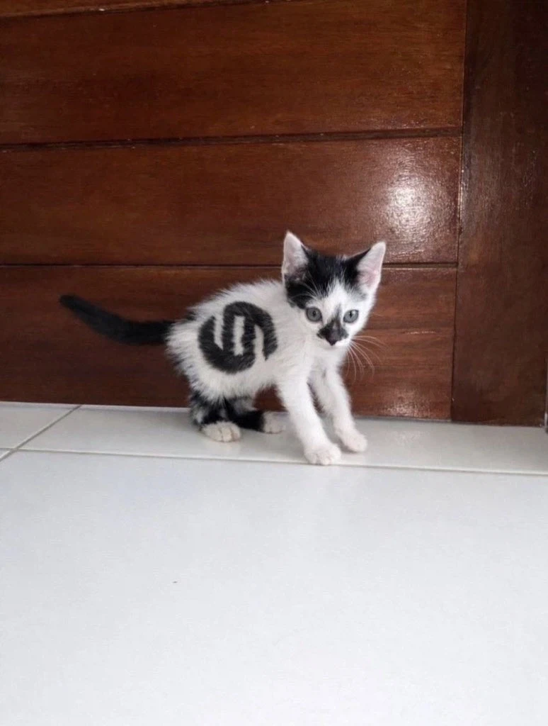 집사ㅅㄲ 죽이려고 뛰어가는 고양이_2.webp