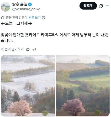 벚꽃이 만개한 일본_3.webp