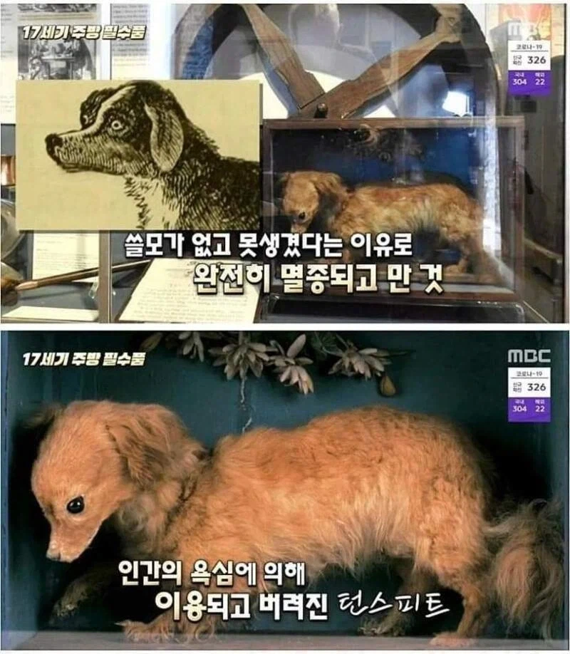 만약 도로롱이 과거 영국에서 존재했었다면?_1.webp