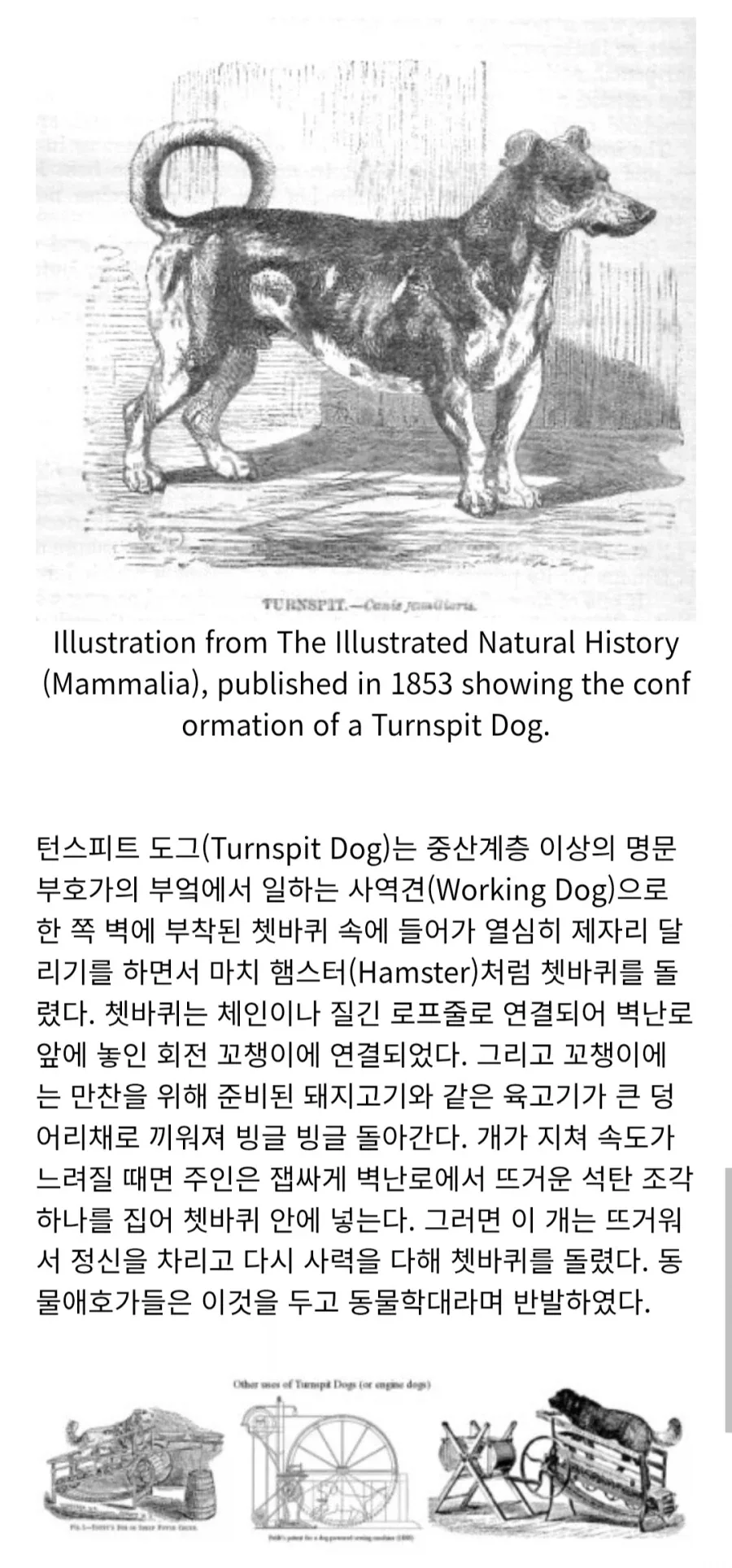 만약 도로롱이 과거 영국에서 존재했었다면?_3.webp