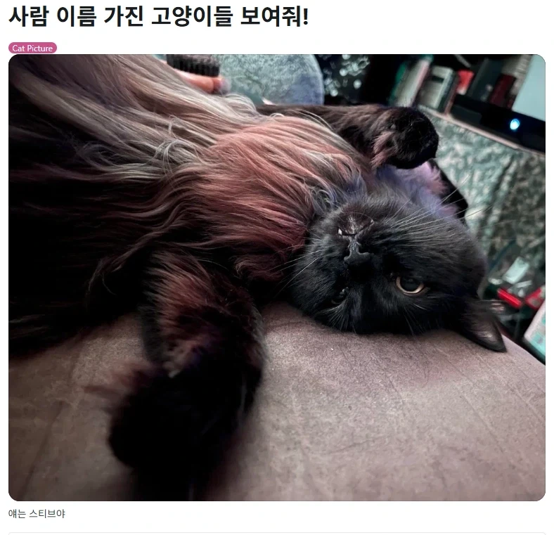 사람이름을 가진 고양이들을 자랑하는 집사들.jpg_1.webp