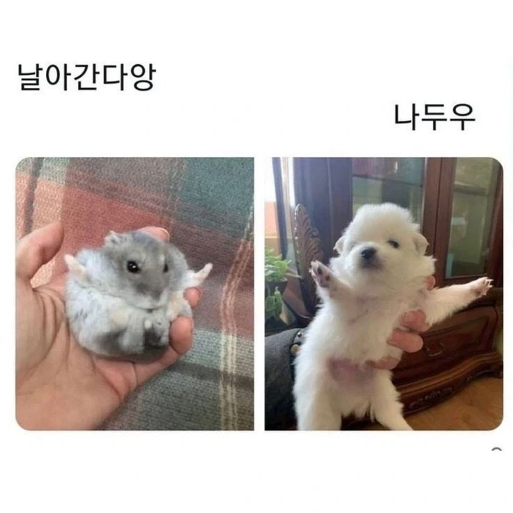날아간다앙_1.webp