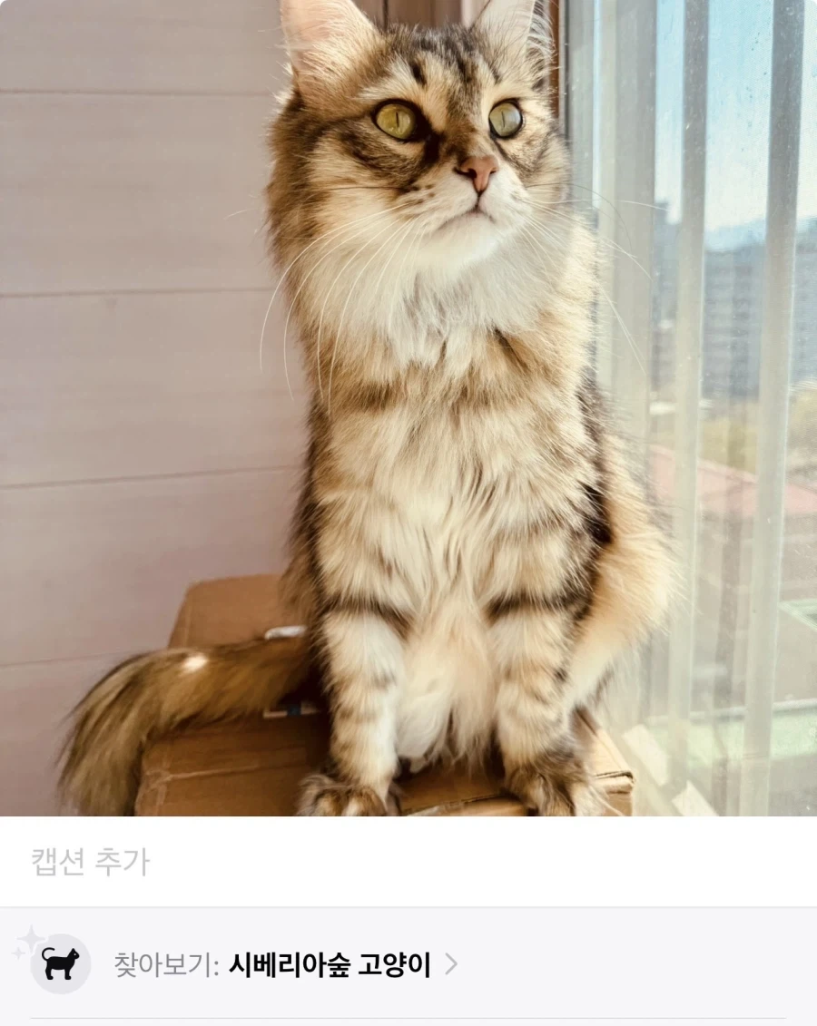 미국 고양이 vs 러시아 고양이.jpg_1.webp