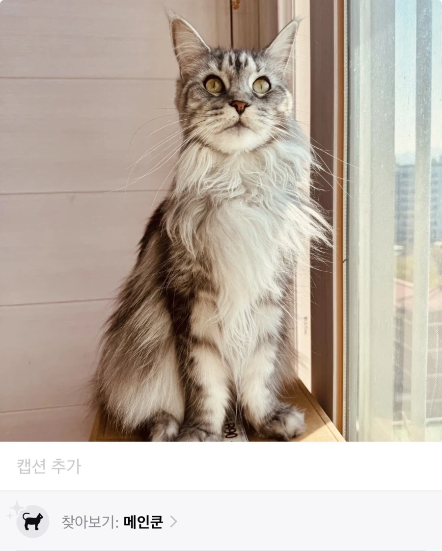미국 고양이 vs 러시아 고양이.jpg_2.webp