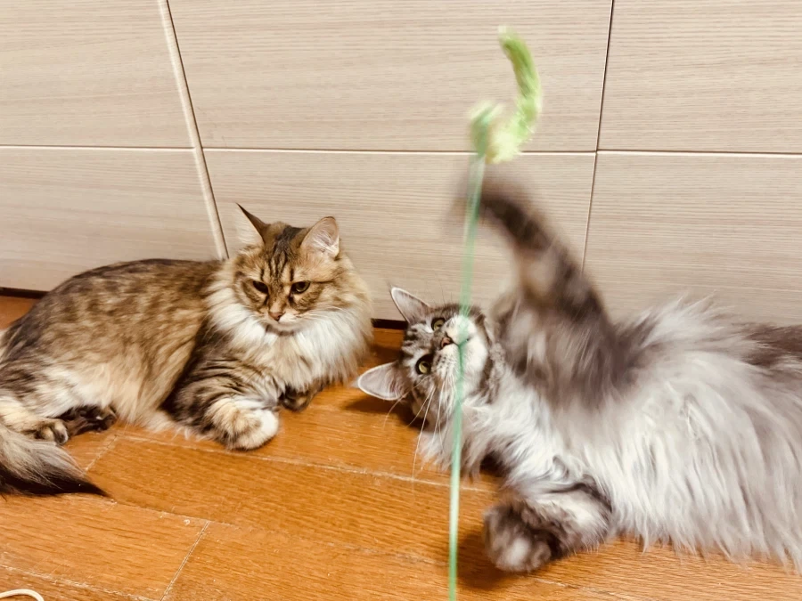 미국 고양이 vs 러시아 고양이.jpg_5.webp