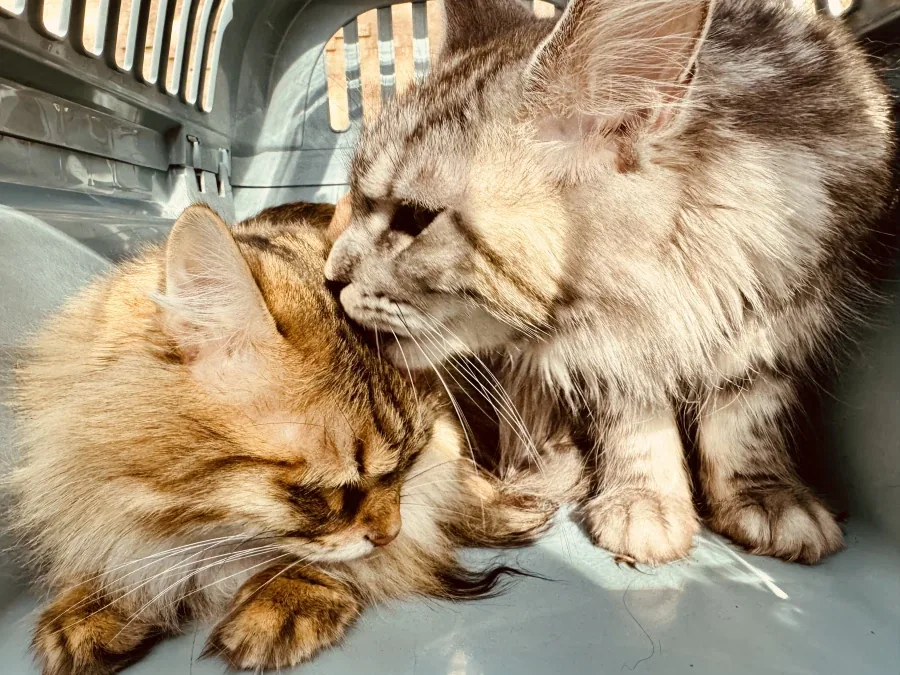 미국 고양이 vs 러시아 고양이.jpg_10.webp