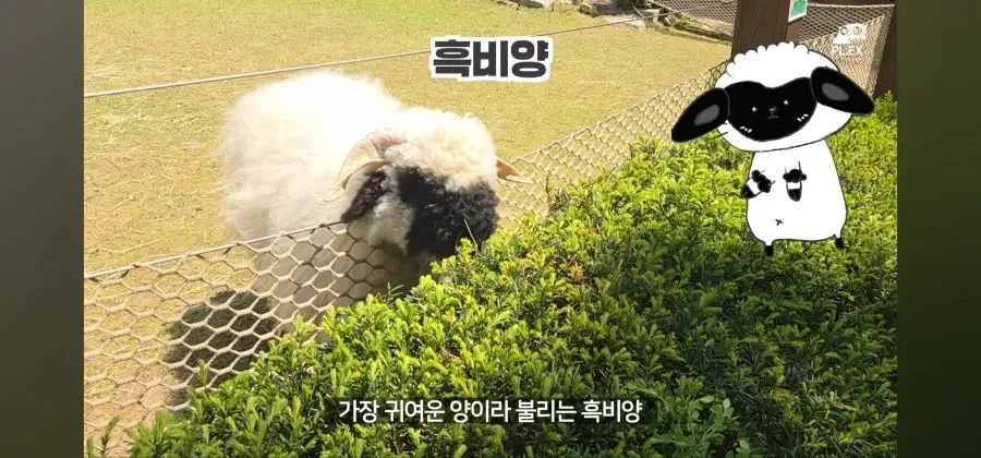 에버랜드에서 50주년 롤러코스터 대신 선택한것_1.webp