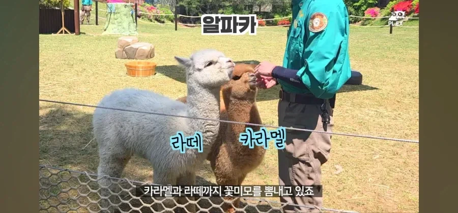 에버랜드에서 50주년 롤러코스터 대신 선택한것_4.webp