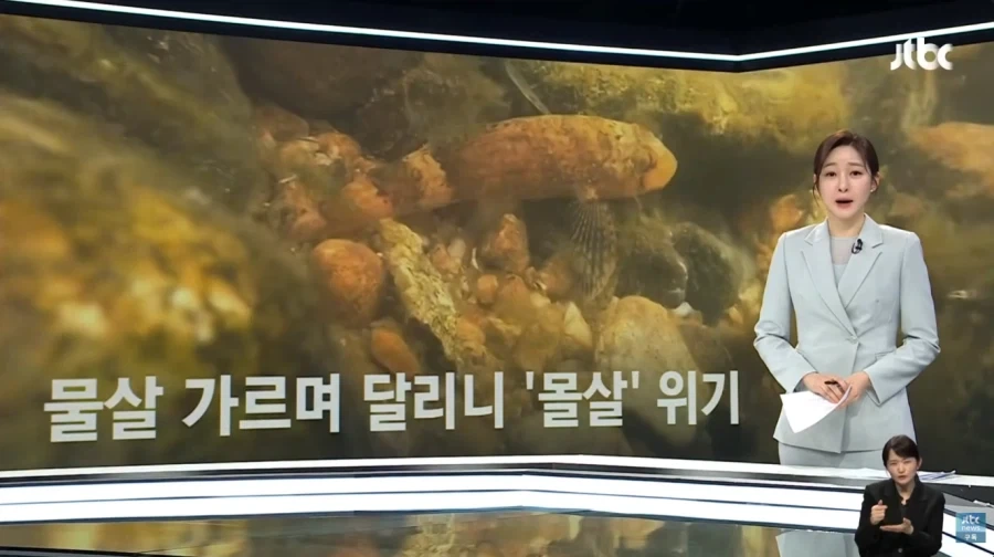 오프로드 동호회에 밟혀 죽는 멸종 위기종_2.webp