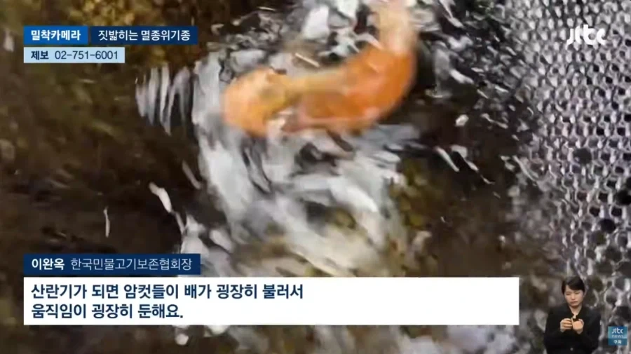 오프로드 동호회에 밟혀 죽는 멸종 위기종_13.webp
