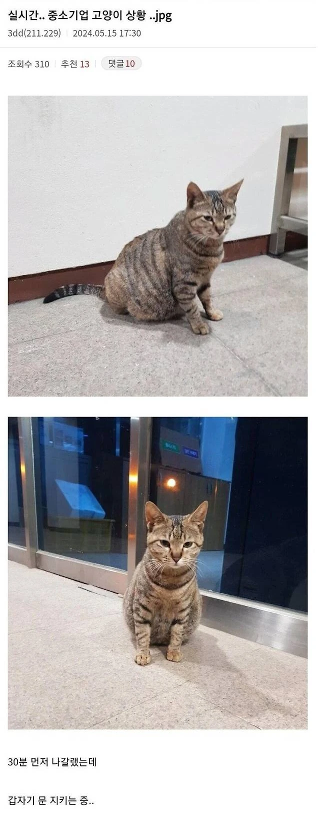 중소기업 고양이.jpg_1.jpg