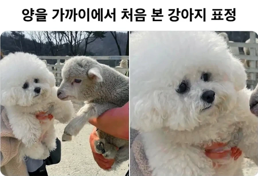 양을 가까이에서 처음 본 강아지 표정_1.webp