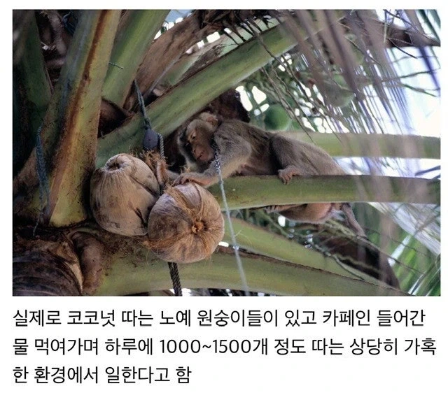 가혹한 조건에서 일한다는 노예 원숭이들.jpg_1.webp