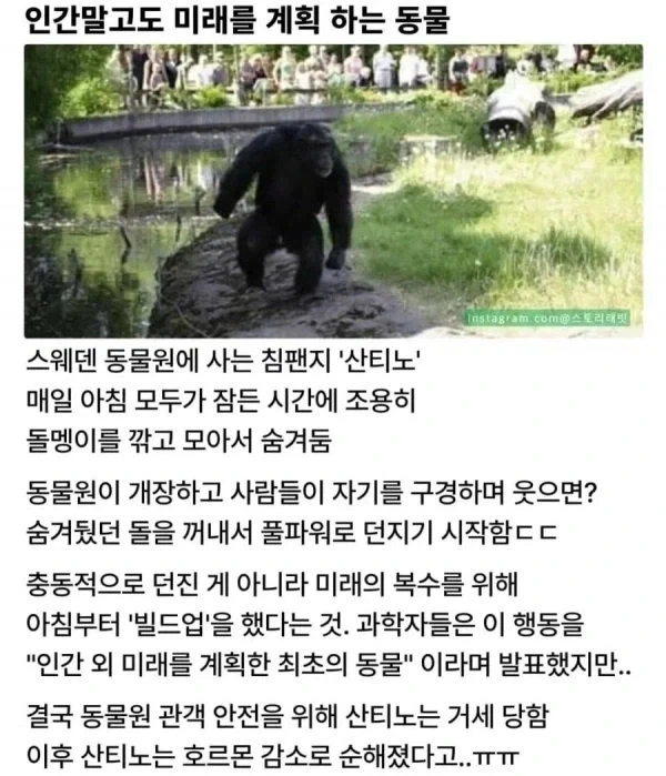 미래를 계획한 침팬지_1.webp
