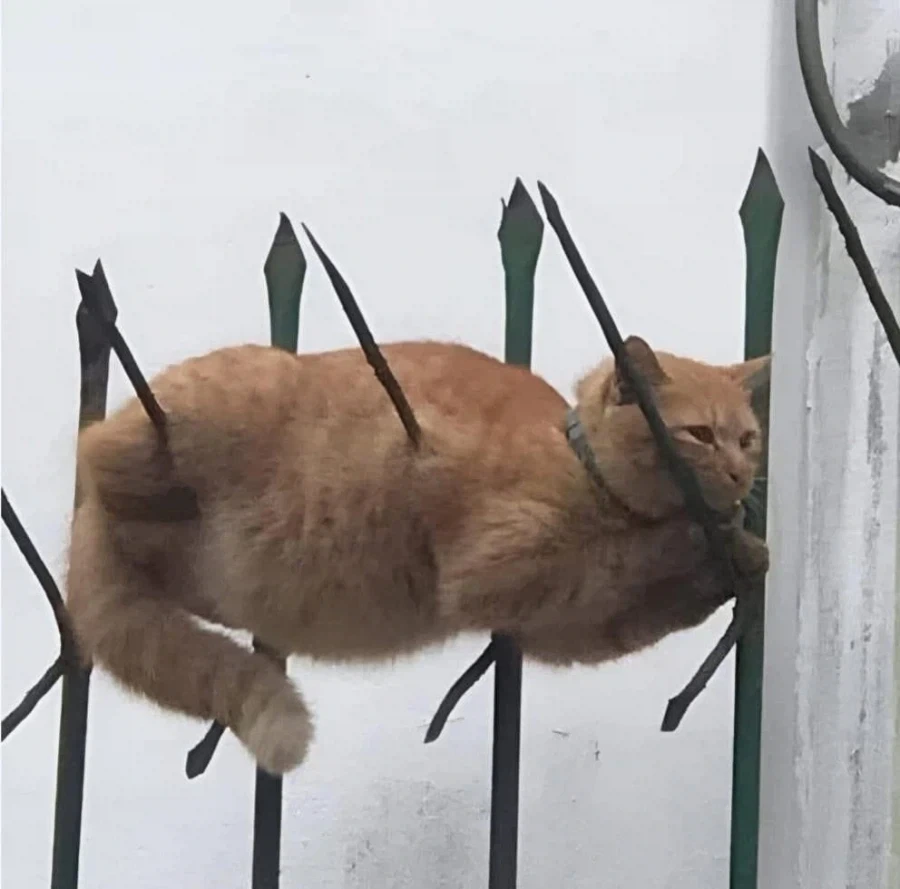주군을 위해 온몸에 창과 화살을 맞은 고양이_1.webp