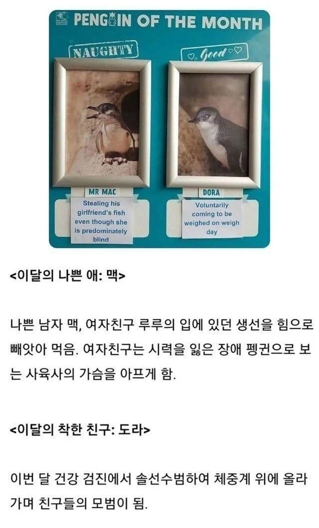 동물원 펭귄 코너에 붙어 있는 이달의 착한 애 / 나쁜 애.jpg_1.webp