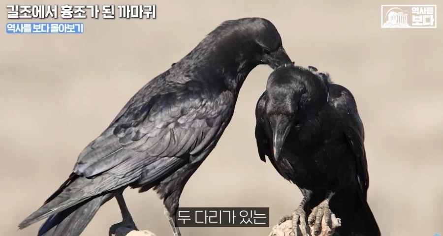 삼족오의 충격적 정체.jpg_3.webp