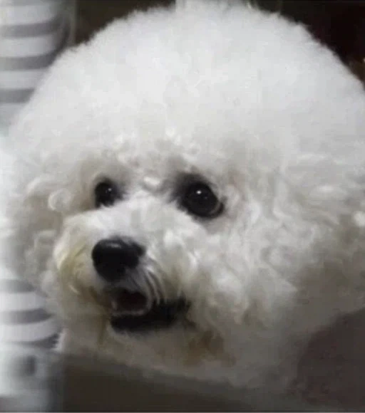 개를 약올리는 윤남노 쉐프_2.webp