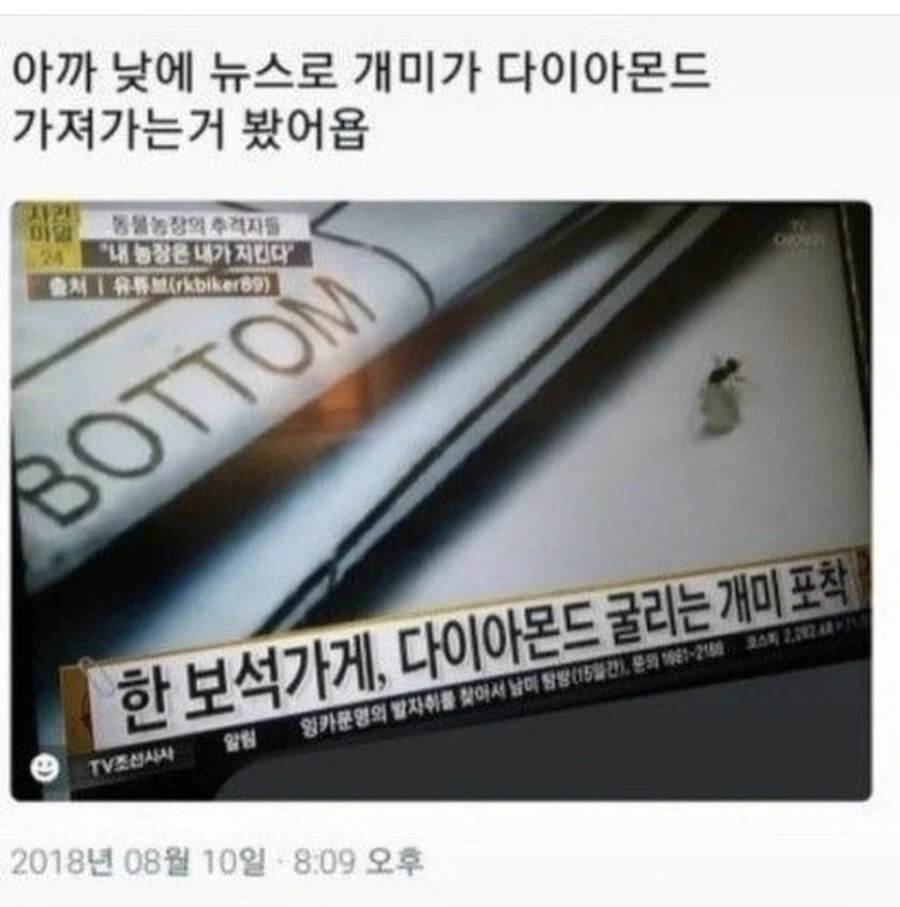 다이아몬드 가져가는 개미.jpg_1.webp