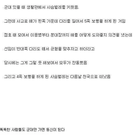 사슴벌레가 다친 것을 확인하고 치료해준 착한 병사들.jpg_1.webp