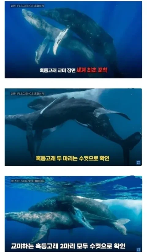 흑등고래 ㅅㅅ_1.webp