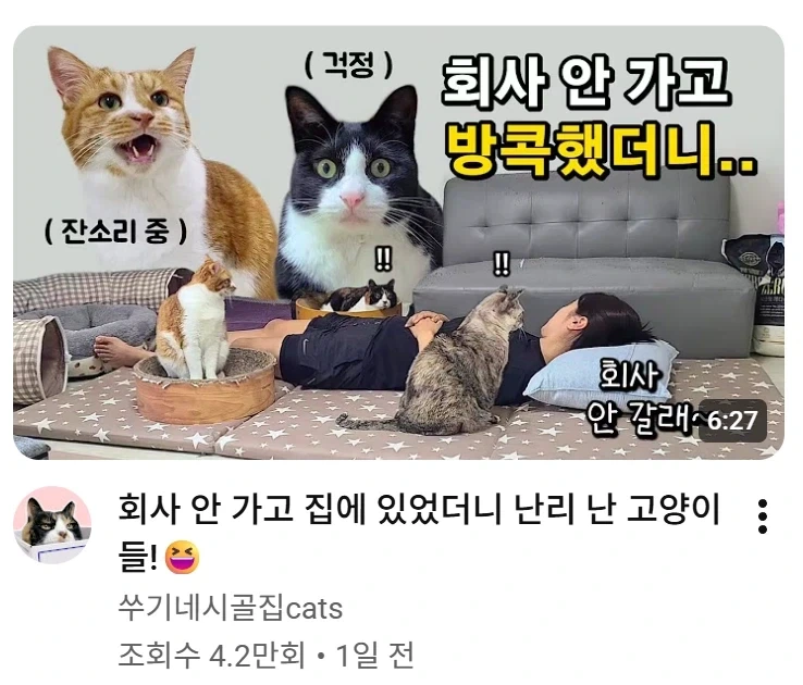 고양이 집사가 회사에 안가고 집에 있으면 생긴다는 일_1.webp