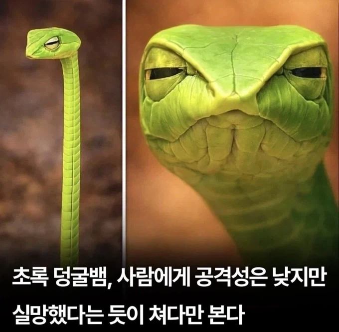 사람에게 실망한 뱀_1.webp