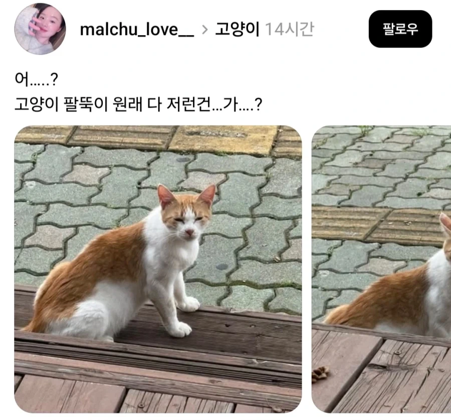 고양이 팔뚝이 원래 이렇게 생겼나.jpg_1.webp