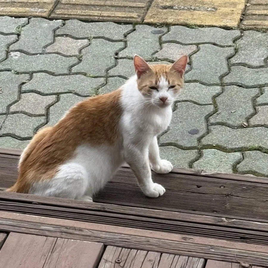 고양이 팔뚝이 원래 이렇게 생겼나.jpg_2.webp
