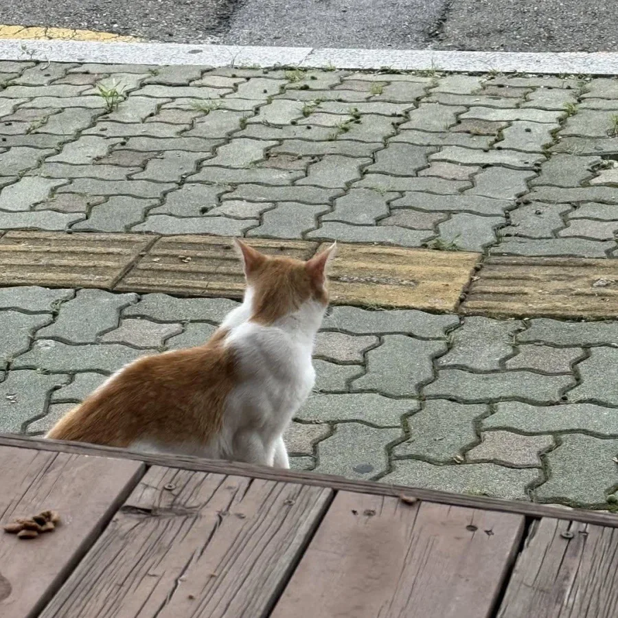 고양이 팔뚝이 원래 이렇게 생겼나.jpg_4.webp