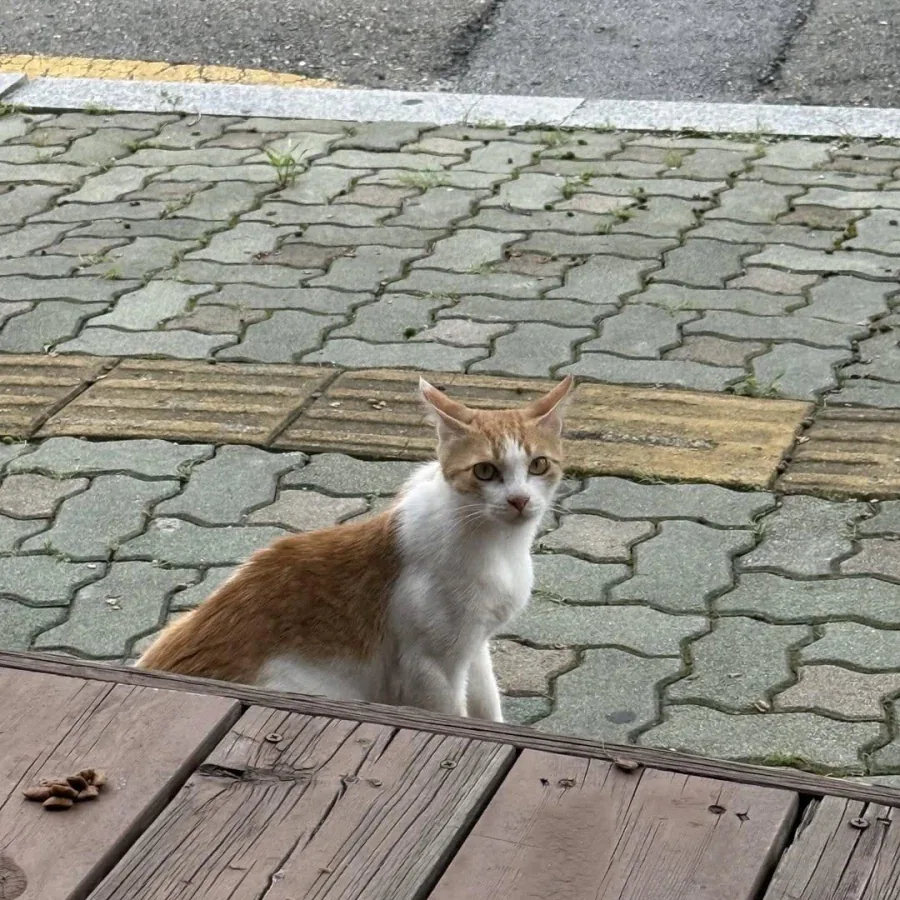 고양이 팔뚝이 원래 이렇게 생겼나.jpg_5.webp