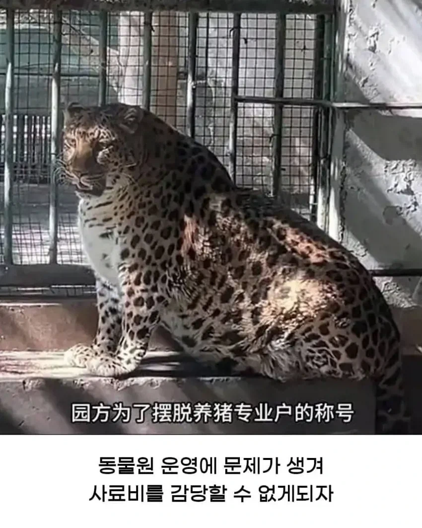 황당한 중국 동물원 대참사_1.webp