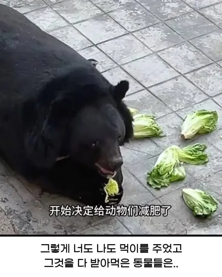 황당한 중국 동물원 대참사_3.webp