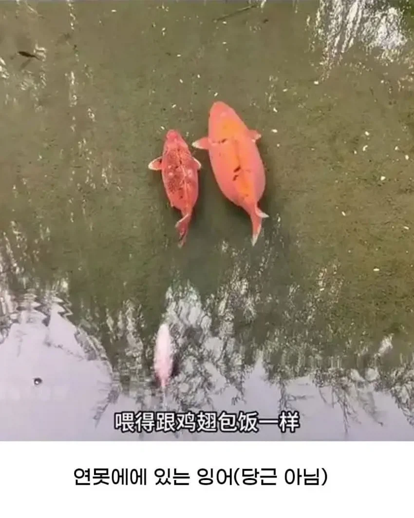 황당한 중국 동물원 대참사_5.webp