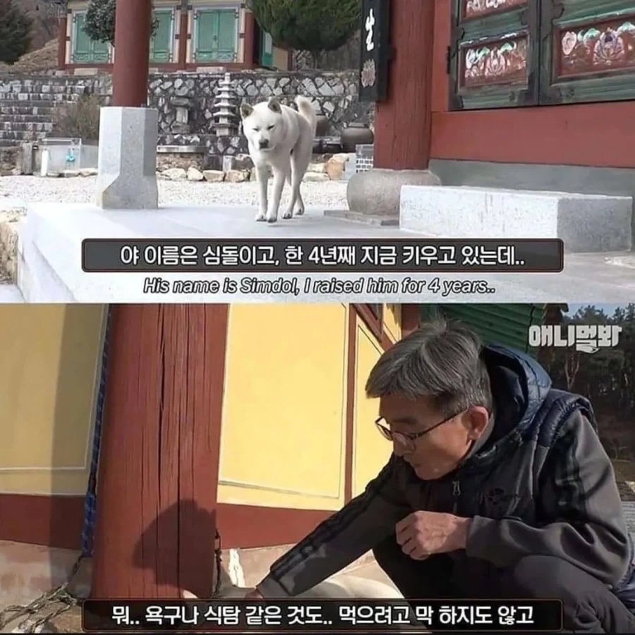 절에사는 개가 식탐이없는이유_1.webp