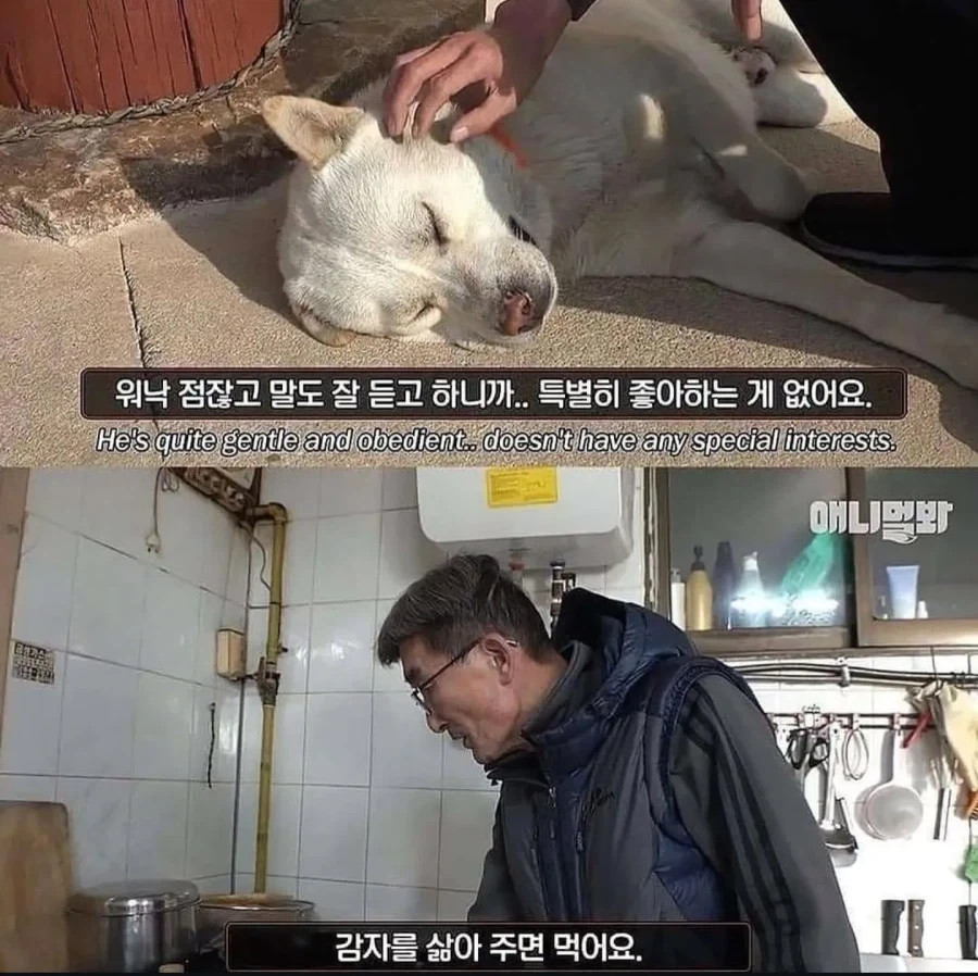 절에사는 개가 식탐이없는이유_2.webp